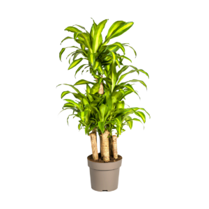 Dracaena Fragrans “Massangeana Karussell” | Drachenbaum | +/- 140cm | ø 30cm Topf