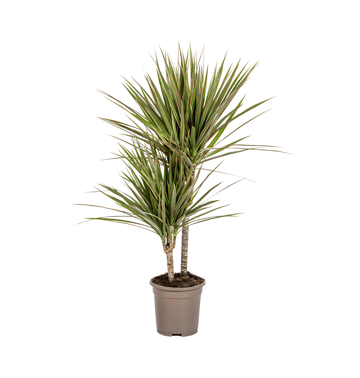 Dracaena Marginata “Bicolor” | Drachenbaum | +/- 60cm | ø 17cm Topf 1 Dracaena Marginata “Bicolor” | Drachenbaum | +/- 60cm | ø 17cm Topf