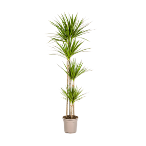 Dracaena Marginata “Green” | Drachenbaum | +/- 180cm | ø 27cm Topf