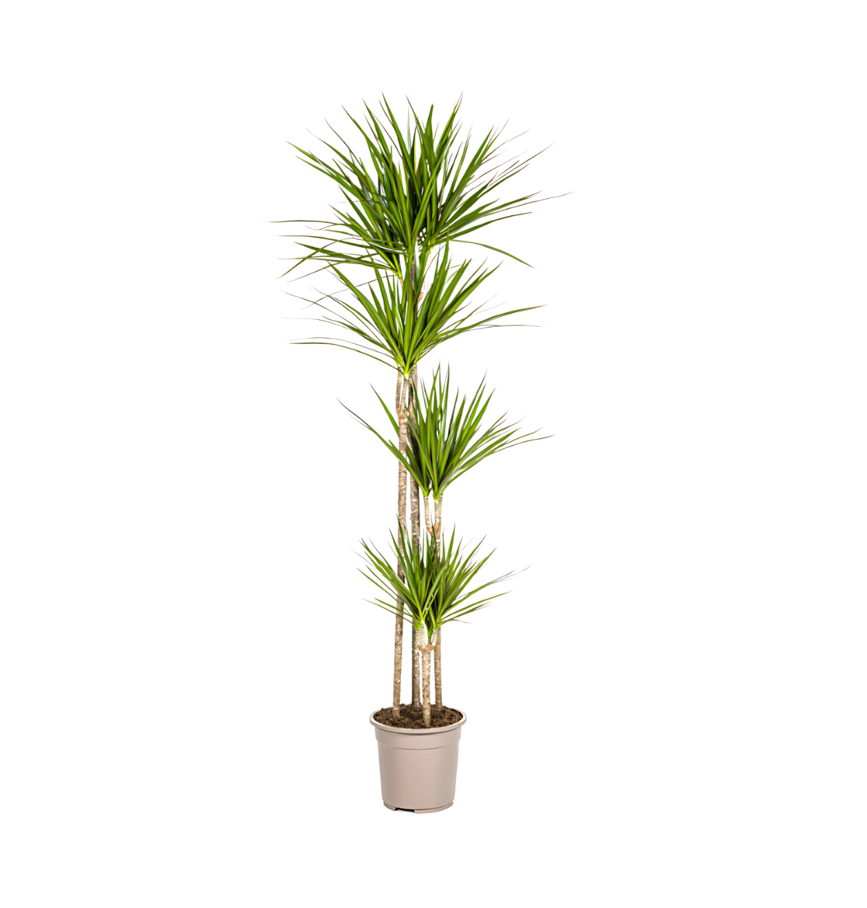 Dracaena Marginata “Green” | Drachenbaum | +/- 180cm | ø 27cm Topf 1 Dracaena Marginata “Green” | Drachenbaum | +/- 180cm | ø 27cm Topf