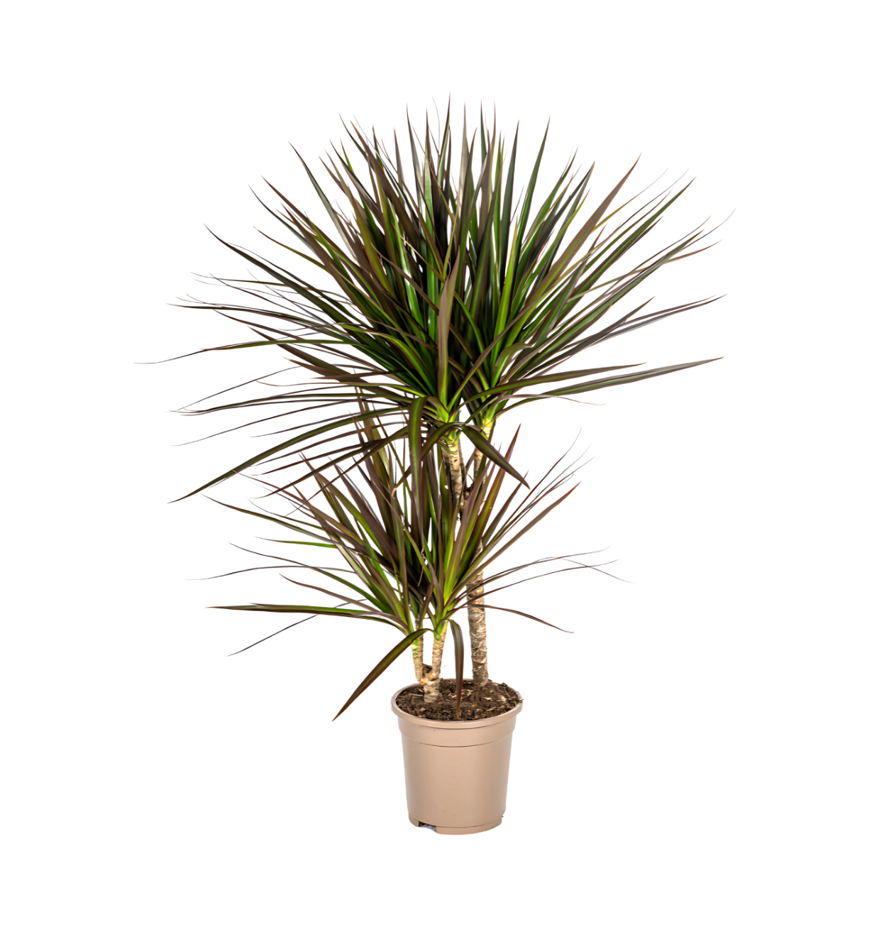 Dracaena Marginata “Magenta” | Drachenbaum | +/- 60cm | ø 17cm Topf 1 Dracaena Marginata “Magenta” | Drachenbaum | +/- 60cm | ø 17cm Topf