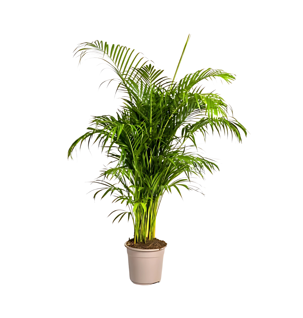Dypsis Areca Lutescens | Goldfruchtpalme | +/- 180cm | ø 27cm Topf 1 Dypsis Areca Lutescens | Goldfruchtpalme | +/- 180cm | ø 27cm Topf