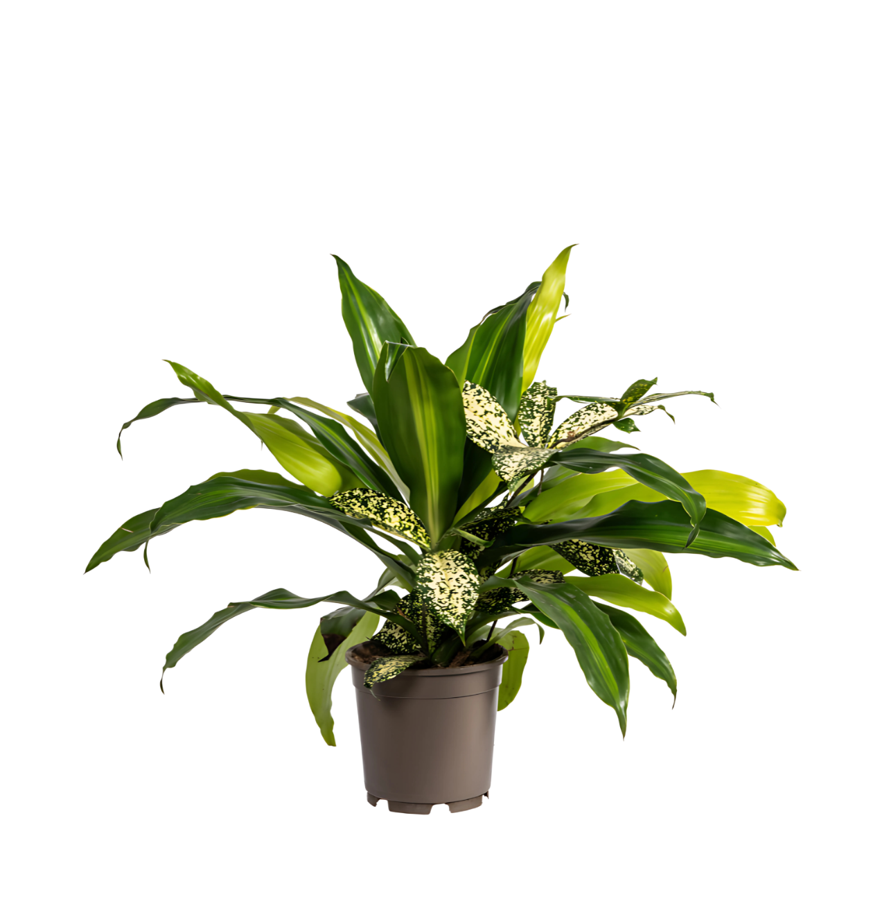 Mixed Combo | Pflanzenmix | +/- 60cm | ø 17cm Topf 1 Mixed Combo | Pflanzenmix | +/- 60cm | ø 17cm Topf