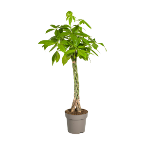 Pachira Aquatica | Glückskastanie | +/- 140-150cm | ø 27cm Topf