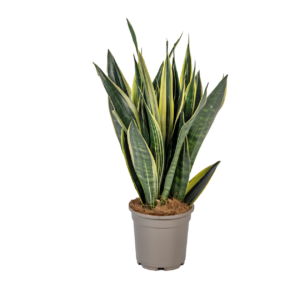 Sansevieria Trifasciata “Canary” | Bogenhanf | +/- 50-55cm | ø 17cm Topf