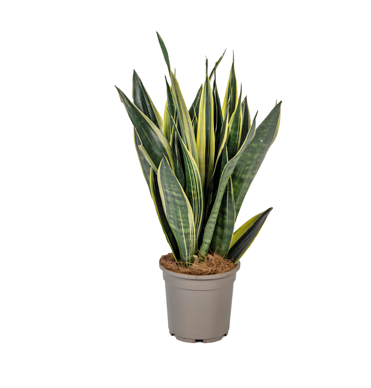 Sansevieria Trifasciata “Canary” | Bogenhanf | +/- 50-55cm | ø 17cm Topf 1 Sansevieria Trifasciata “Canary” | Bogenhanf | +/- 50-55cm | ø 17cm Topf