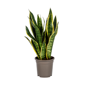 Sansevieria Trifasciata “Futura Superba” | Bogenhanf | +/- 50-55cm | ø 17cm Topf