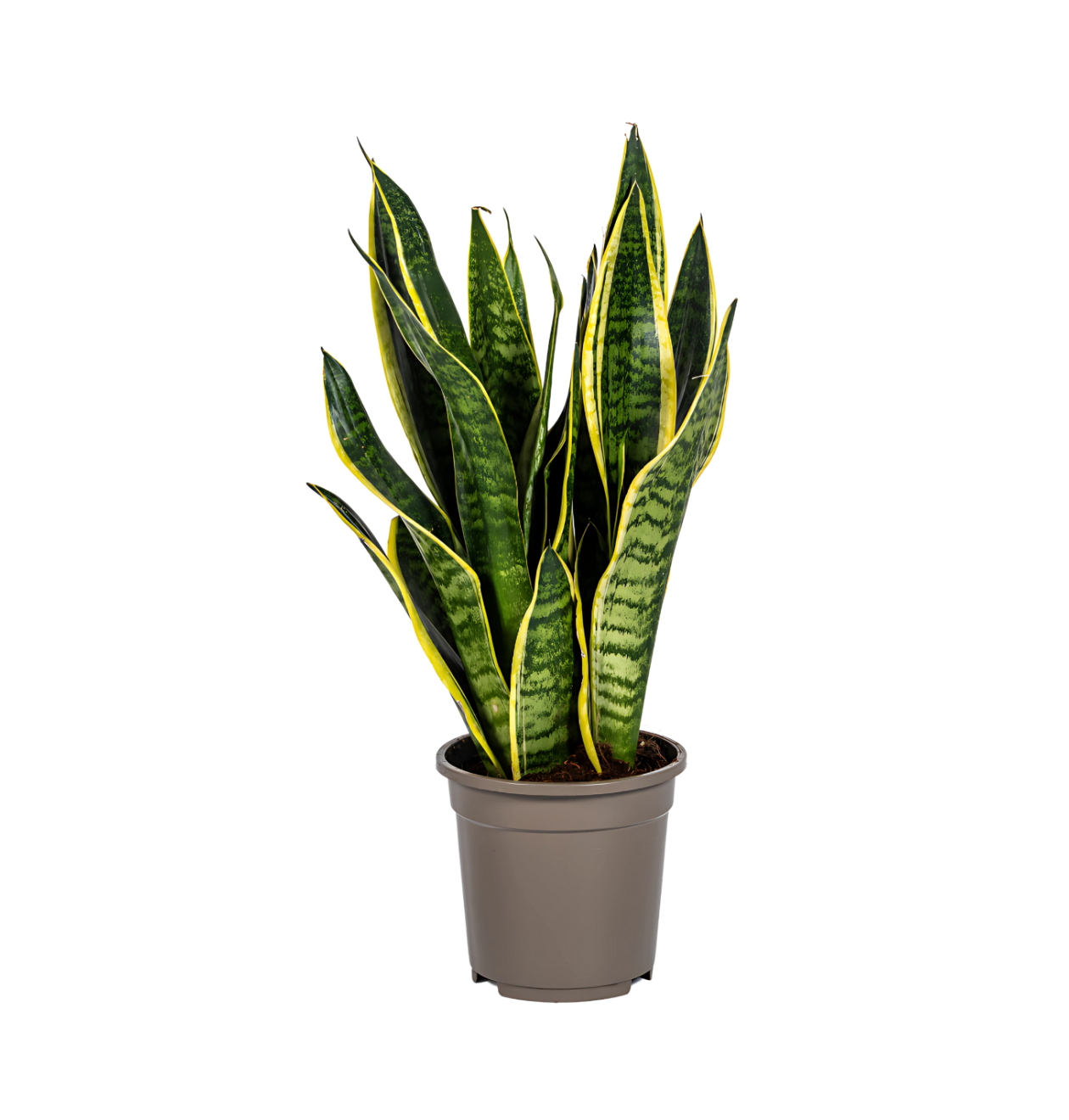 Sansevieria Trifasciata “Futura Superba” | Bogenhanf | +/- 50-55cm | ø 17cm Topf 1 Sansevieria Trifasciata “Futura Superba” | Bogenhanf | +/- 50-55cm | ø 17cm Topf