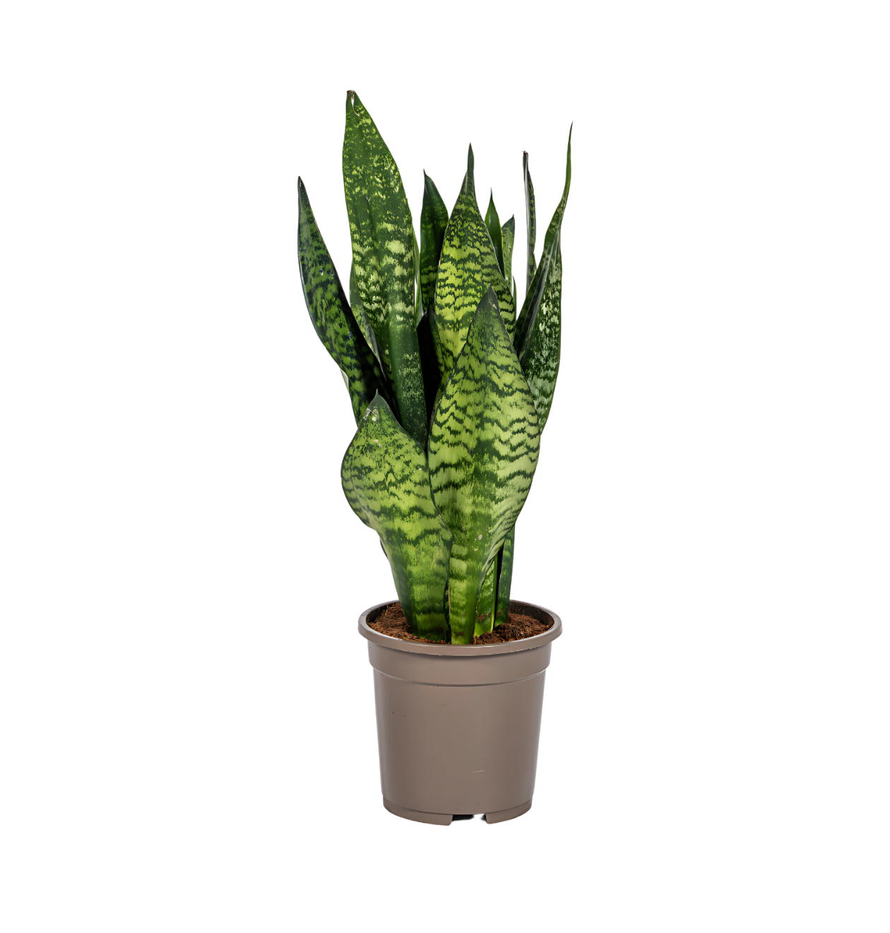 Sansevieria Trifasciata “Zeylanica Compacta” | Bogenhanf | +/- 60cm | ø 17cm Topf 1 Sansevieria Trifasciata “Zeylanica Compacta” | Bogenhanf | +/- 60cm | ø 17cm Topf