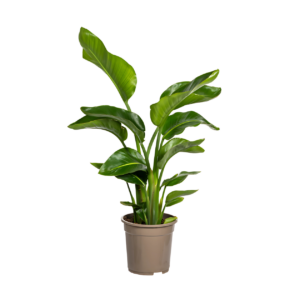 Strelitzia “Nicolai” | Baumstrelitzie | +/- 80-90cm | ø 21cm Topf