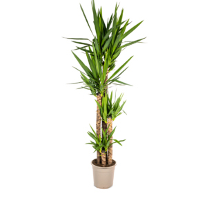 Yucca Elephantipes | Palmlilie | +/- 160cm | ø 27cm Topf