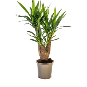 Yucca Elephantipes | Palmlilie | +/- 65cm | ø 21cm Topf