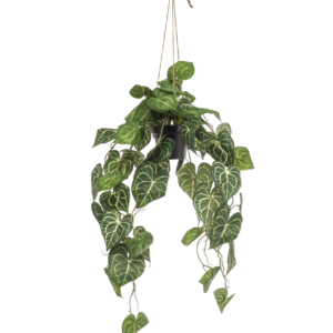 Künstliche Anthurium “Clarinervium” | Aderpflanze | +/- 80cm | ø 18cm Topf