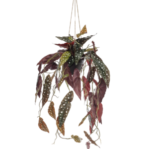 Künstliche Begonia “Maculata” | Stippenbegonia | +/- 80cm | ø 18cm Topf