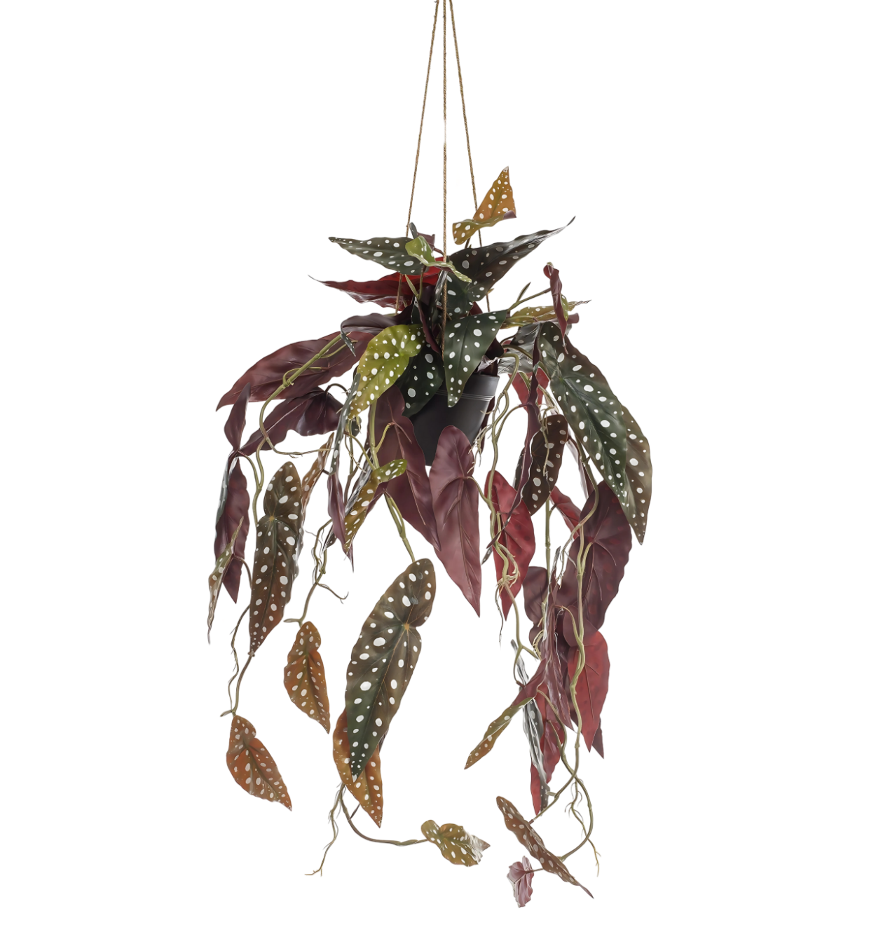 Künstliche Begonia “Maculata” | Stippenbegonia | +/- 80cm | ø 18cm Topf 1 Künstliche Begonia “Maculata” | Stippenbegonia | +/- 80cm | ø 18cm Topf