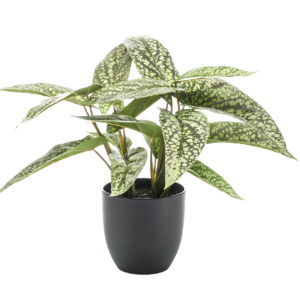 Künstliche Calathea “Dots” | Korbmarante | +/- 38cm | ø 15cm Topf