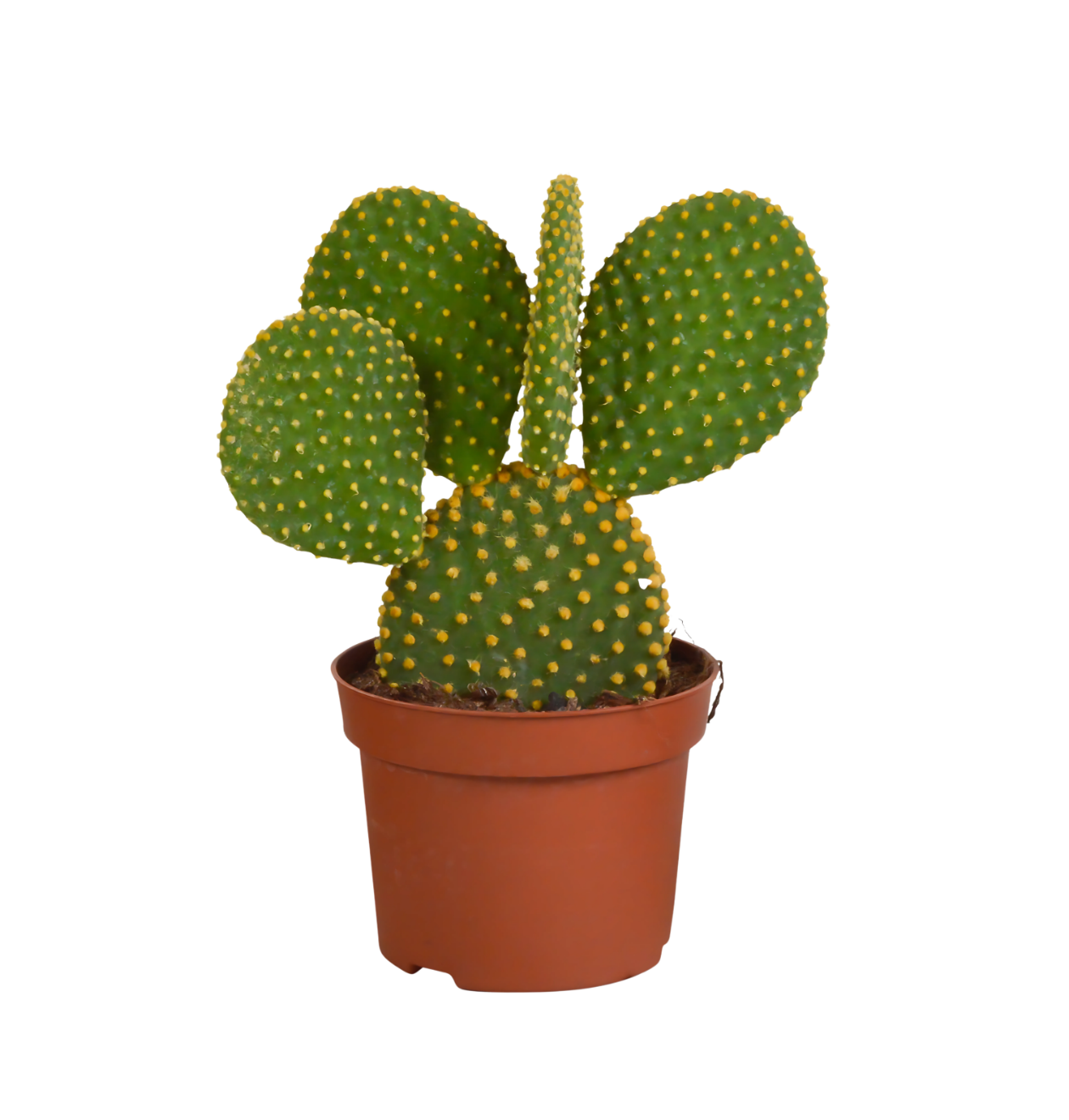 Opuntia Microdasys (Ohne Topf) | Engelsohr Kaktus | +/- 15-30cm | ø 12cm Topf 1 Opuntia Microdasys (Ohne Topf) | Engelsohr Kaktus | +/- 15-30cm | ø 12cm Topf
