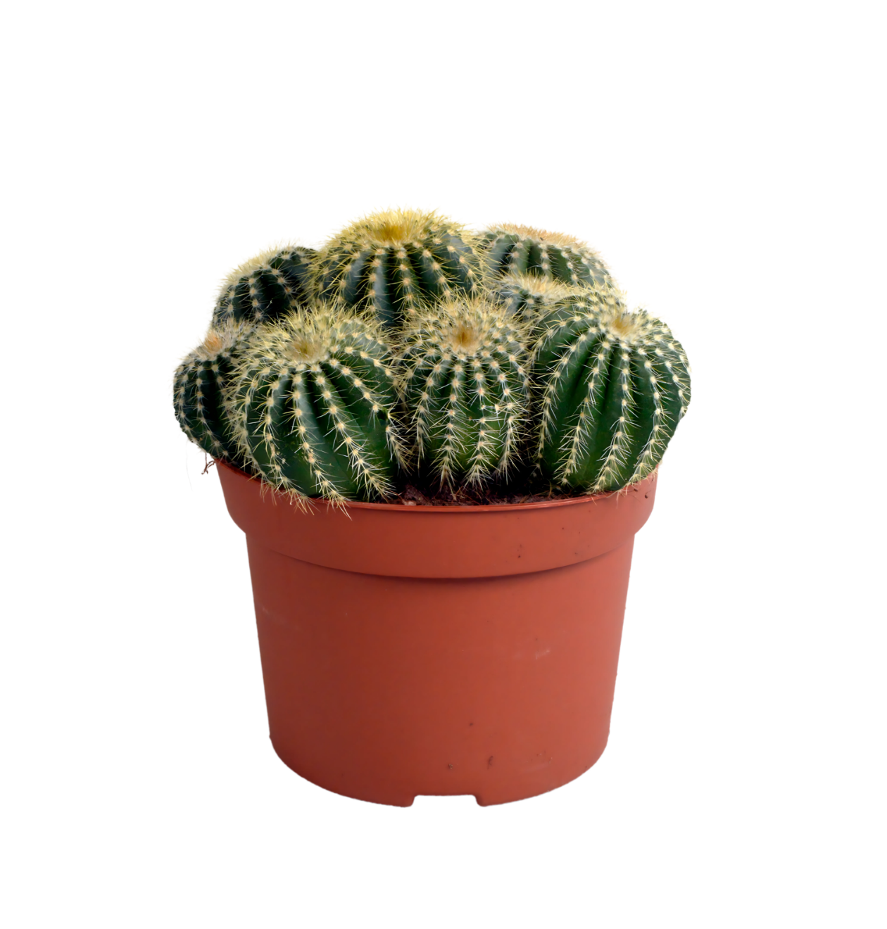 Eriocactus Warasii | Brasilianischer Kugelkaktus | +/- 15cm | ø 12cm Topf 1 Eriocactus Warasii | Brasilianischer Kugelkaktus | +/- 15cm | ø 12cm Topf