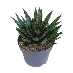 Gasteria “D Due” | Sukkulente | +/- 25-35cm | ø 17cm Topf