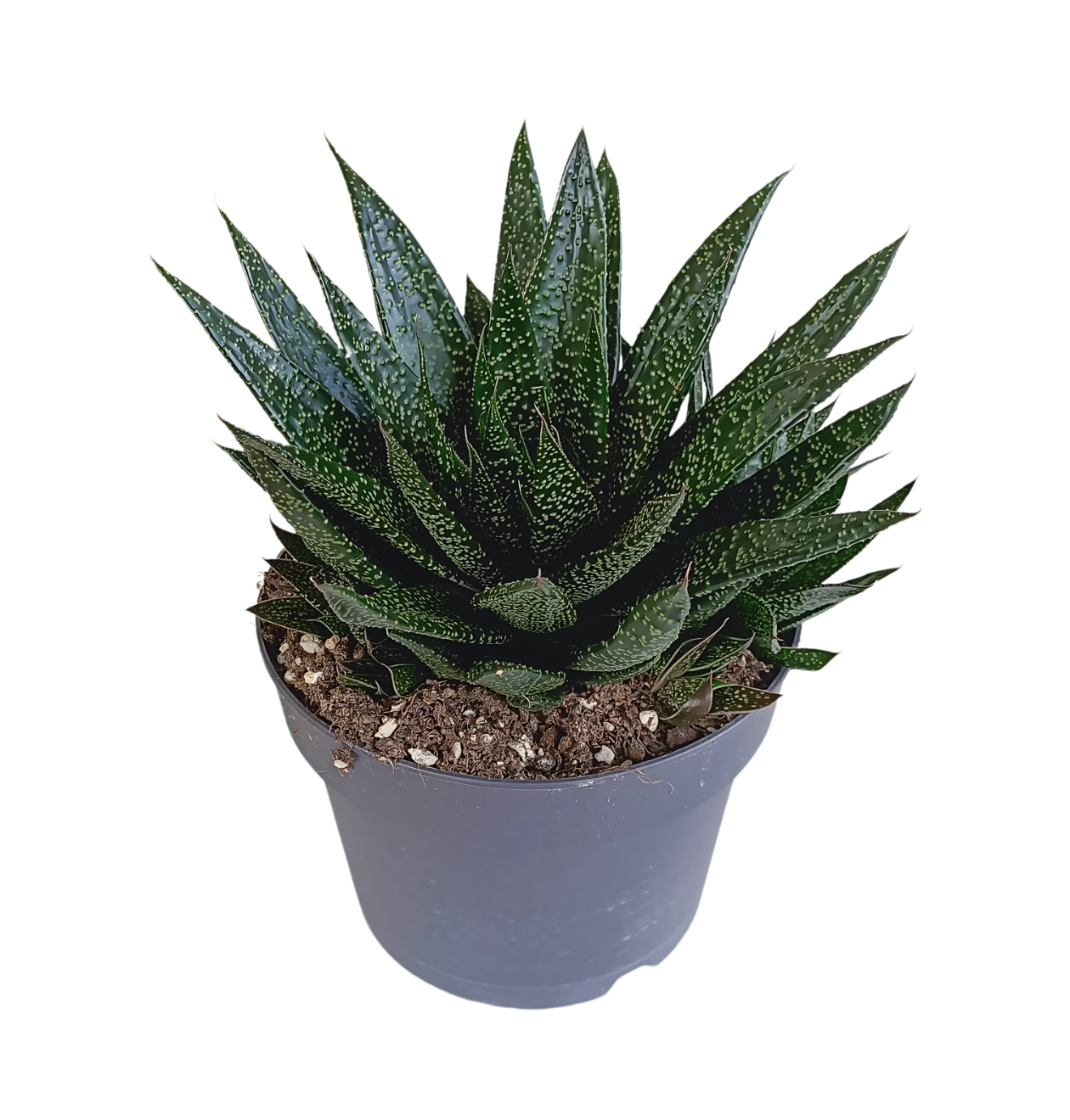 Gasteria “D Due” | Sukkulente | +/- 25-35cm | ø 17cm Topf 1 Gasteria “D Due” | Sukkulente | +/- 25-35cm | ø 17cm Topf