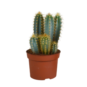 Pilosocereus azureus (Ohne Topf) | Azurblauer Säulenkaktus | +/- 15-30cm | ø 12cm Topf