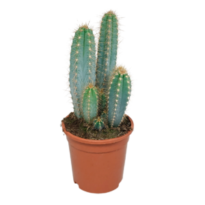 Pilosocereus azureus (Ohne Topf) | Azurblauer Säulenkaktus | +/- 30-40cm | ø 17cm Topf