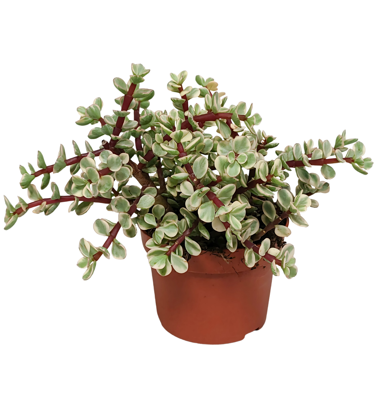 Portulacaria afra Variegata (Ohne Topf) | Elefantenstrauch | +/- 18-25cm | ø 10,5cm Topf 1 Portulacaria afra Variegata (Ohne Topf) | Elefantenstrauch | +/- 18-25cm | ø 10,5cm Topf