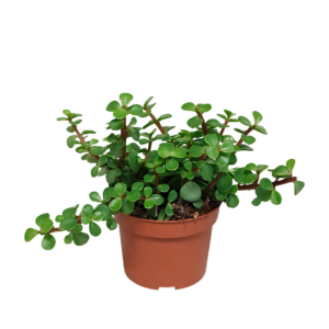 Portulacaria afra (Ohne Topf) | Elefantenstrauch | +/- 18-25cm | ø 10,5cm Topf