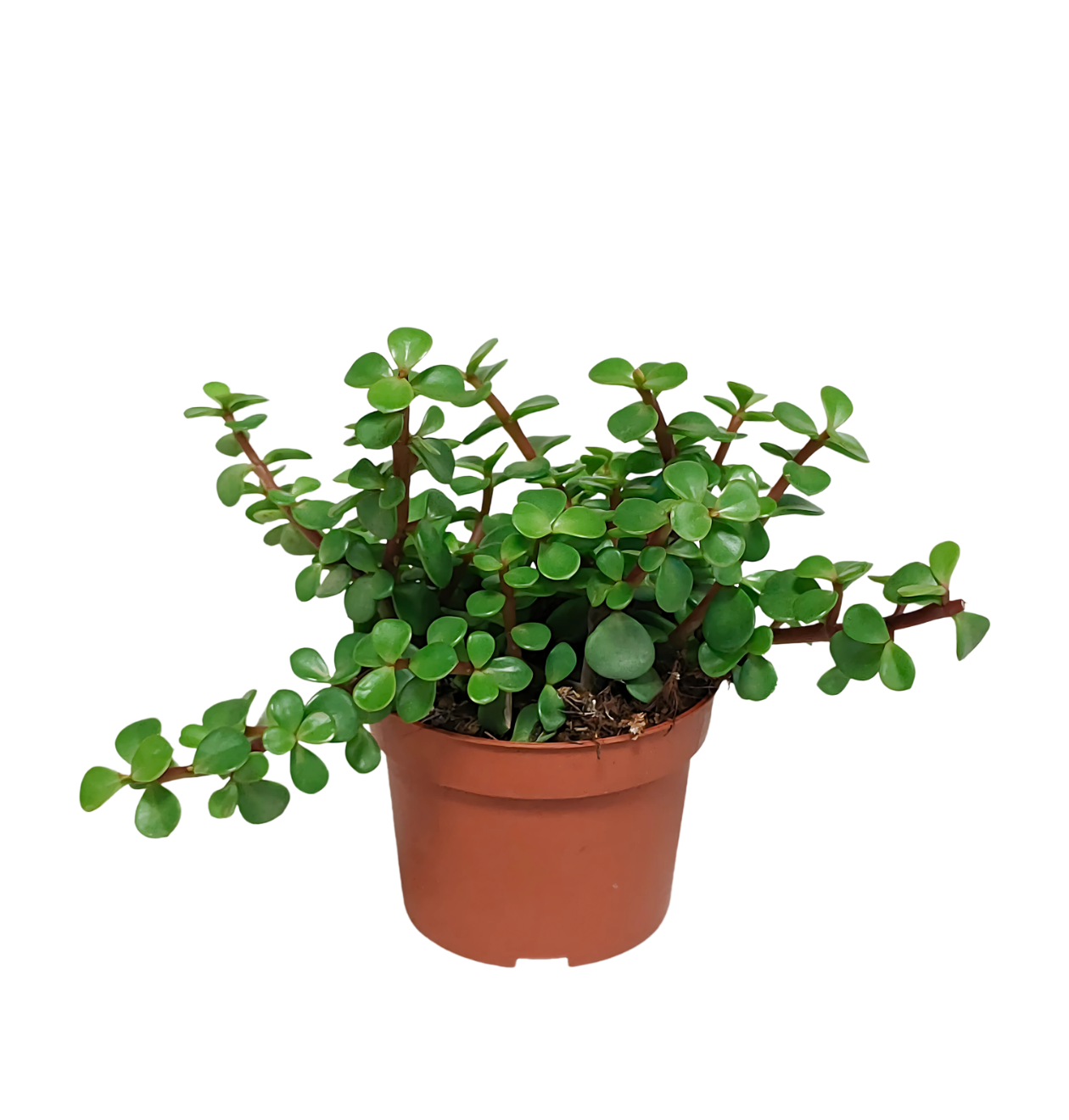 Portulacaria afra (Ohne Topf) | Elefantenstrauch | +/- 18-25cm | ø 10,5cm Topf 1 Portulacaria afra (Ohne Topf) | Elefantenstrauch | +/- 18-25cm | ø 10,5cm Topf