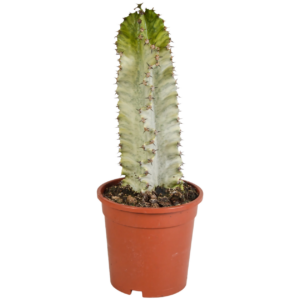 Euphorbia Marmorata | Marmor-Wolfsmilch | +/- 35-45cm | ø 17cm Topf