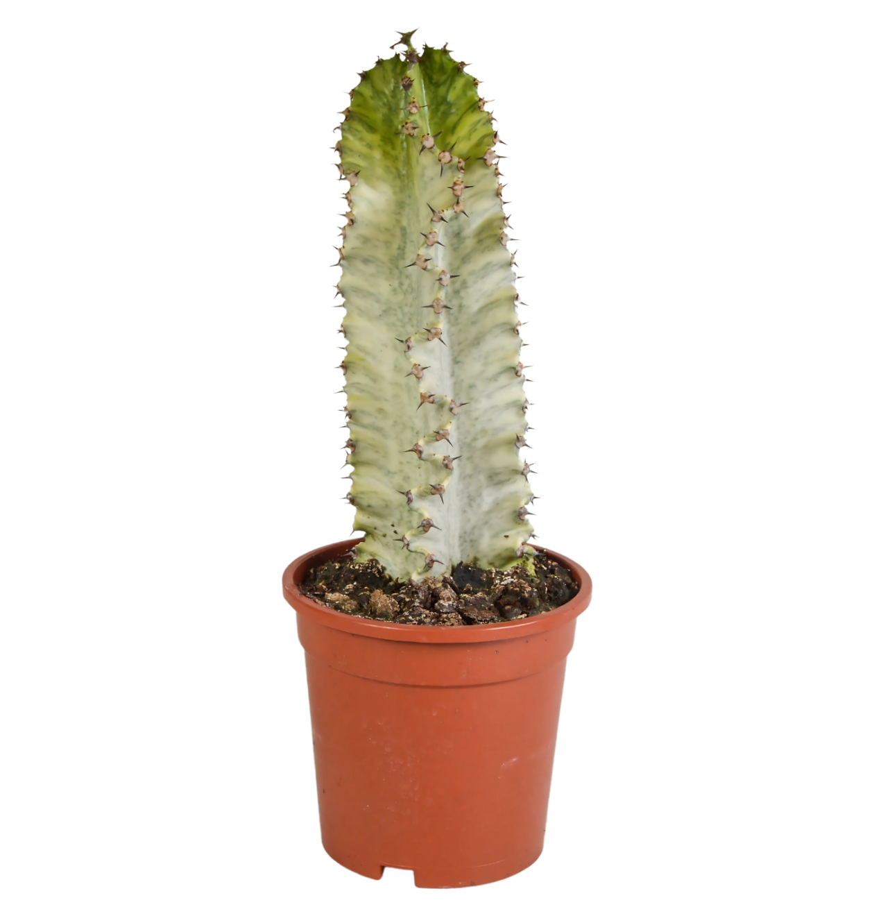 Euphorbia Marmorata | Marmor-Wolfsmilch | +/- 35-45cm | ø 17cm Topf 1 Euphorbia Marmorata | Marmor-Wolfsmilch | +/- 35-45cm | ø 17cm Topf