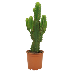 Euphorbia Ingens | Kaktus-Wolfsmilch | +/- 60cm | ø 21cm Topf