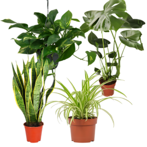 4er-Set “EasyCare” | Monstera | Bogenhanf | Efeutute | Grünlilie | +/- 30-60cm | ø 12-15cm Topf