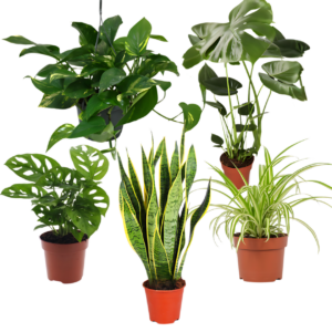 5er-Set “EasyCare” | Monstera | Bogenhanf | Efeutute | Grünlilie | Affenblatt | +/- 30-60cm | ø 12-15cm Topf