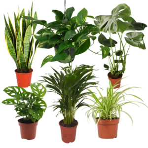 6er-Set “EasyCare” | Monstera | Bogenhanf | Efeutute | Grünlilie | Affenblatt | Goldfruchtpalme | +/- 30-60cm | ø 12-15cm Topf