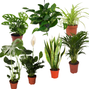 7er-Set “EasyCare” | Monstera | Bogenhanf | Efeutute | Grünlilie | Affenblatt | Goldfruchtpalme | Spathiphyllum | +/- 30-60cm | ø 12-15cm Topf