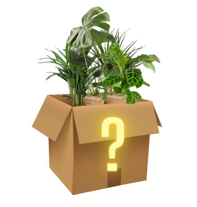 6er-Set "Mystery Box" 1 6er-Set "Mystery Box"