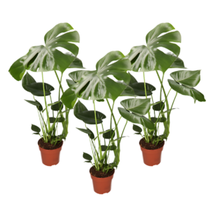 3er-Set | Monstera “Deliciosa” | +/- 50-60cm | ø 12-15cm Topf