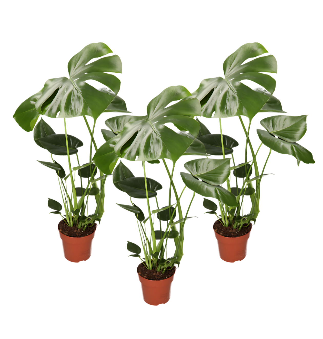 3er-Set | Monstera “Deliciosa” | +/- 50-60cm | ø 12-15cm Topf 1 3er-Set | Monstera “Deliciosa” | +/- 50-60cm | ø 12-15cm Topf