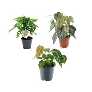 3er-Set “Grünpflanzen” | Monstera Affenblatt | Philodendron | Anthurium | +/- 25-35cm | ø 12cm Topf