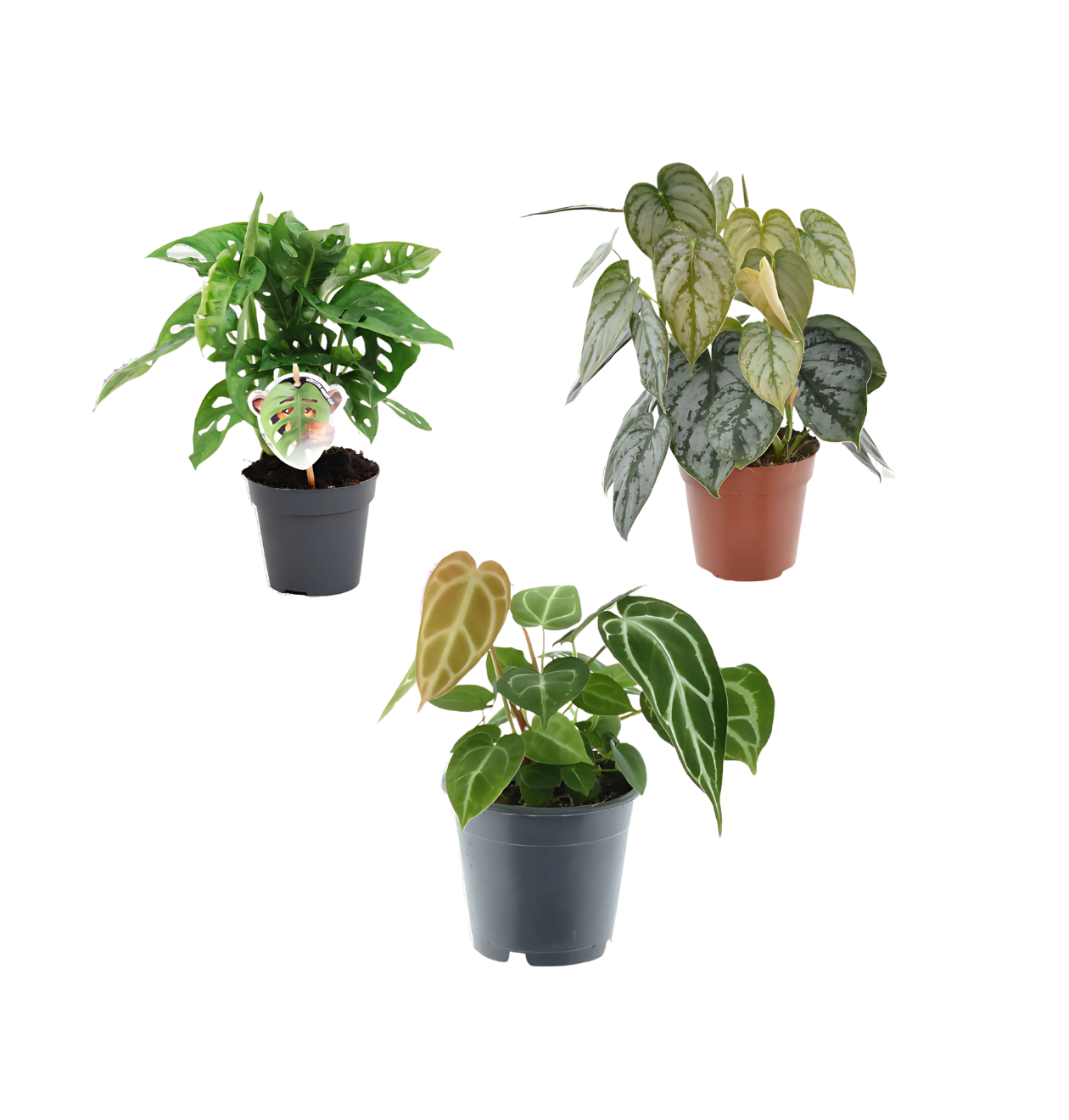 3er-Set “Grünpflanzen” | Monstera Affenblatt | Philodendron | Anthurium | +/- 25-35cm | ø 12cm Topf 1 3er-Set “Grünpflanzen” | Monstera Affenblatt | Philodendron | Anthurium | +/- 25-35cm | ø 12cm Topf