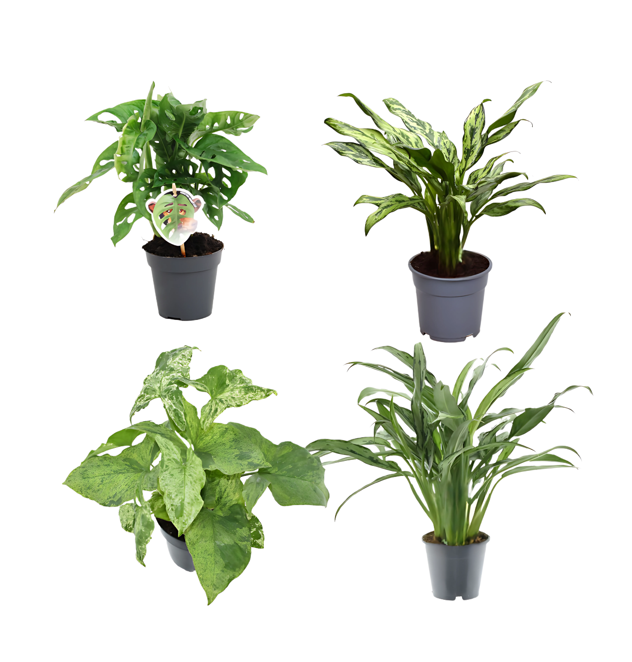 4er-Set “Grünpflanzen” | Monstera Affenblatt | Aglaonema “Miss Juliette” | Aglaonema “Cutlass” | Syngonie | +/- 25-40cm | ø 12cm Topf 1 4er-Set “Grünpflanzen” | Monstera Affenblatt | Aglaonema “Miss Juliette” | Aglaonema “Cutlass” | Syngonie | +/- 25-40cm | ø 12cm Topf