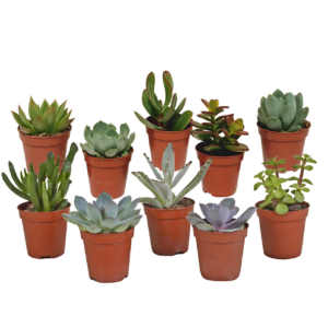 Sukkulenten 10er-Set (Ohne Topf) | Sukkulenten Mix | +/- 8-13cm | ø 5,5cm Topf