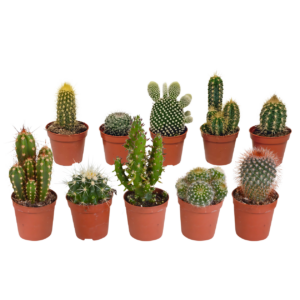 Kakteen 10er-Set (Ohne Topf) | Kaktus Mix | +/- 8-13cm | ø 5,5cm Topf