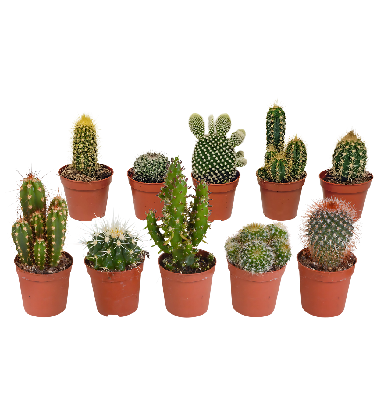 Kakteen 10er-Set (Ohne Topf) | Kaktus Mix | +/- 8-13cm | ø 5,5cm Topf 1 Kakteen 10er-Set (Ohne Topf) | Kaktus Mix | +/- 8-13cm | ø 5,5cm Topf