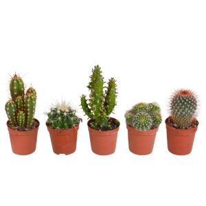 Kakteen 5er-Set (Ohne Topf) | Kaktus Mix | +/- 8-13cm | ø 5,5cm Topf