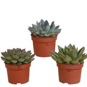 Echeveria 3er-Set (Ohne Topf) | Sukkulenten Mix | +/- 12-20cm | ø 10,5cm Topf