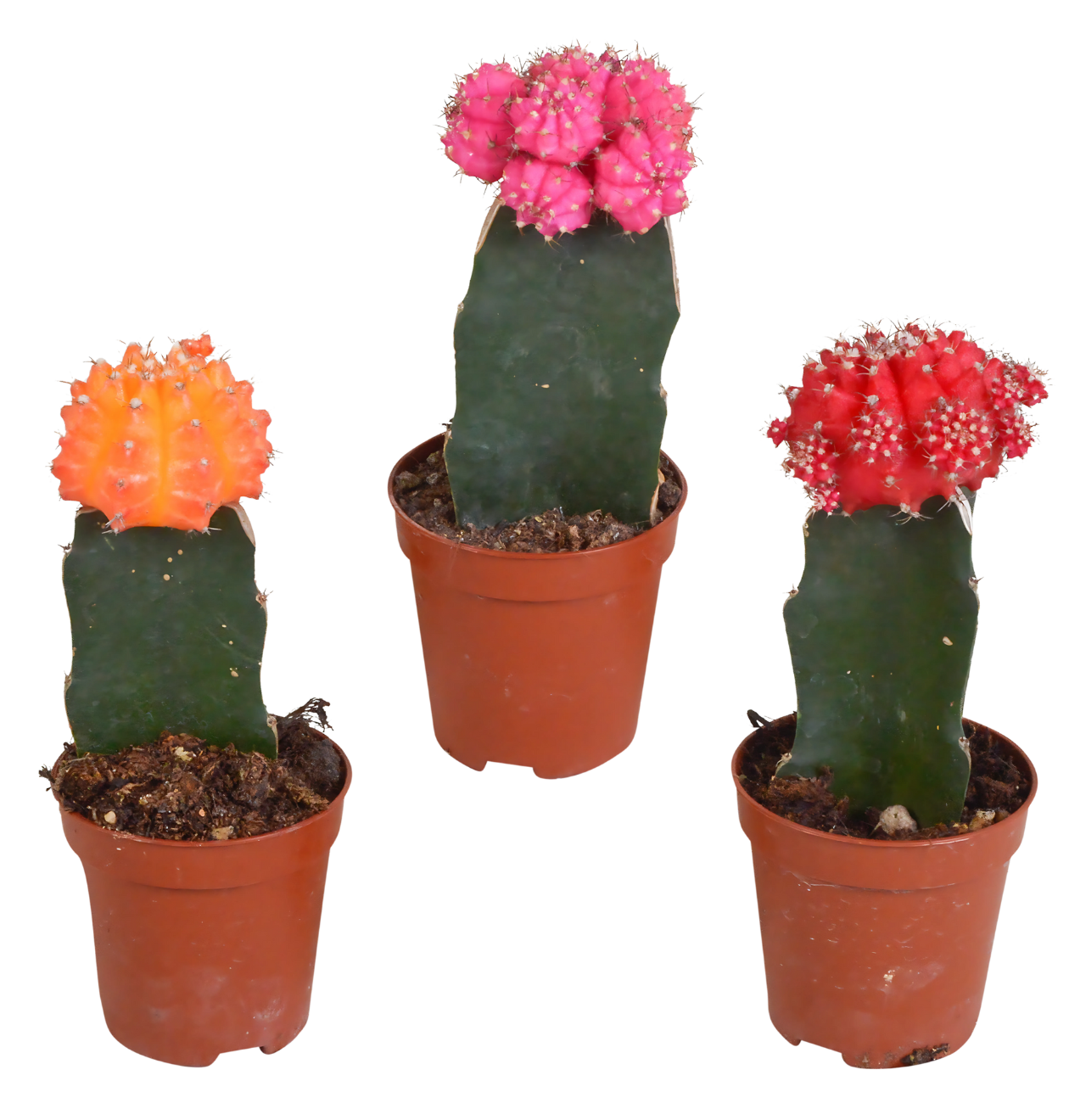 Euphorbia meloformis variegata 3er-Set | Kaktus Mix | +/- 16-22cm | ø 5,5cm Topf 1 Euphorbia meloformis variegata 3er-Set | Kaktus Mix | +/- 16-22cm | ø 5,5cm Topf