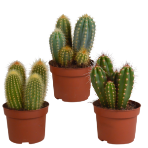 Cereus 3er-Set (Ohne Topf) | Säulenkaktus Mix | +/- 15-25cm | ø 10,5cm Topf