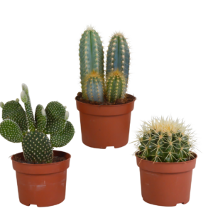Kakteen 3er-Set (Ohne Topf) | Kaktus Mix | +/- 8-13cm | ø 10,5cm Topf